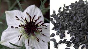 Dan dapatkan penghasilan per hari 50.000 wooww. Manfaat Jinten Hitam Untuk Kesehatan Dan Kecantikan