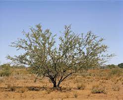 Acacias are graceful trees that grow in warm climates such as hawaii, mexico, and the southwestern united states. Acacia Declared Pest Agriculture And Food