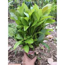 Harga bibit kopi liberika cabutan Terbaru Feb 2026 | BigGo Indonesia