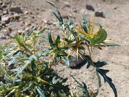 Image result for Xanthium spinosum