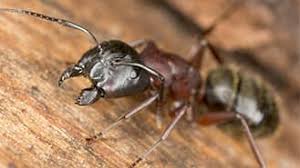 200 campus drive, suite b 07751. Arrow Pest Control Arrownj Twitter