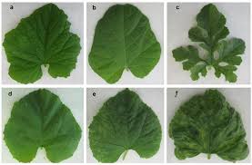 Image result for Cucumis ficifolius