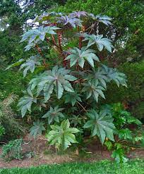 Ricinus Communis Impala A Bold Plant For Pots Or Borders Plants Shade Plants Tropical Landscaping