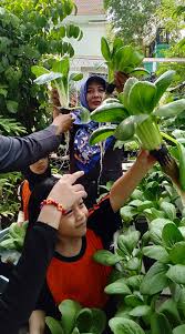 Misi sdn airlangga ii/ 199 adalah : Dini Tavipriyanti Pendamping Hidroponik Di Sdn Airlangga Iii Tunas Hijau Id