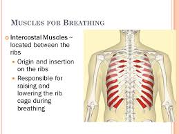 There are many possible causes of rib cage pain. Read The Hiv Article Silently Ppt Download
