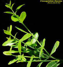 Image result for Crossopetalum