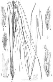 Image result for Elionurus muticus