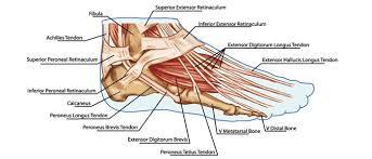 Start studying tendons structure and function. Tendons Of The Hands Ligaments And Tendons Muscular System Foot Anatomy