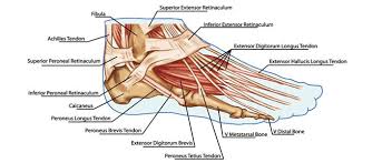 What are the peroneal tendons? Tendons Of The Hands Ligaments And Tendons Muscular System Foot Anatomy