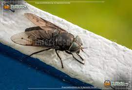 Horse Fly Tabanus Spp