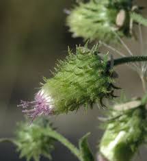 Image result for Laggera