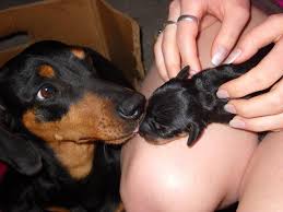 Sweet Mama And Her Baby Goruntuler Ile Yavru Kopek Kopek Hayvanlar