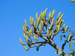 Image result for Cussonia spicata