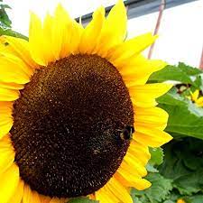 These plants make beautiful flowers that produce tasty, edible seeds. Amazon Com Mammoth Russian Sunflower 30 Seeds 7g Sunflower Plants Garden Outdoor