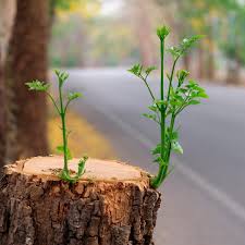 Adorning tree stumps with dainty items or reshaping the wood into a spectacular image can add a rustic look to your yard and increase the appearance, and uniqueness of your outdoor space. Remove A Tree Stump Yourself With This Common Household Product
