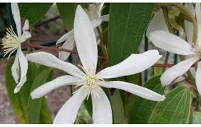 Seed is usually best sown in spring or autumn in temperate climates, avoid the coldest and hottest months of the year. Clematis Armandii Reference Material Clematis Armandii Standard Extrasynthese