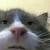 Cat With Human Smile