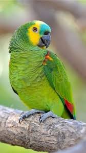 Təbiət Sevgi Və Insan Tebiet Sevgi Insan Instagram Photos And Videos In 2020 Bird Breeds Amazon Parrot Amazon Birds