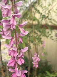 Image result for Indigofera erythrogramma