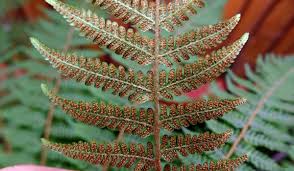 Image result for Ctenitis