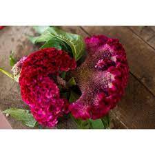 Coral Garden Celosia In 2021 Coral Garden Red Petals Celosia Flower