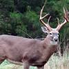 The milwaukee bucks are an american professional basketball team based in milwaukee. 1