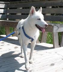Black And White Shepherd Husky Mix Pin By Trisha Witmer On Strays Mixed Breed Dogs Husky White German Shepherd