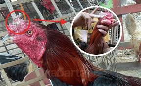 Cara memutihkan wajah dan menghilangkan flek hitam secara alami dengan menggunakan teh hijau, adalah sebagai berikut Cara Mengobati Penyakit Korep Pada Ayam Aduan Kabartani
