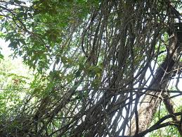 Image result for Scutia myrtina