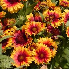 A perennial plant database of over 4000 perennials, photos, detailed perennial plant profiles, gardening tips and information, resources, videos and more featuring heritage perennials. Pollinators Paradise Flowers4bees