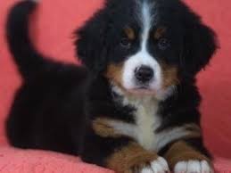 Find puppies for sale in rochester, new york! Linda Foti Puppies For Sale