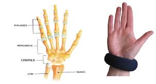 Image result for Normal Anatomic Position of the Hand and Wrist