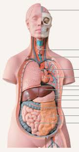 Characteristic of the vertebrate form, the human body has an internal skeleton with a backbone, and, as with the mammalian form, it has hair and mammary glands. Ch 2 Human Torso Model Diagram Quizlet