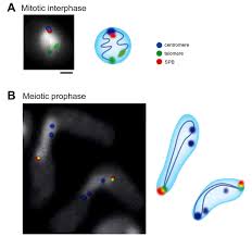 Image result for Meiosperma debile