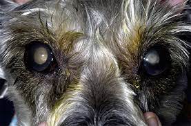 Animal Eye Care