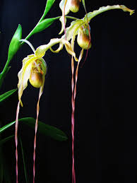 Image result for Dipcadi longifolium