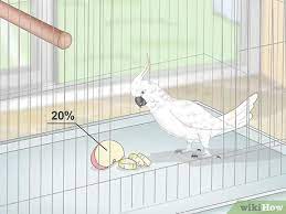 How To Take Care Of Cockatoos (With Pictures) - Wikihow