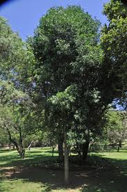 Image result for Ptaeroxylon obliquum