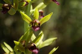 Image result for Eulophia alta