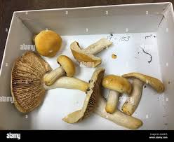 Image result for Russula flavida