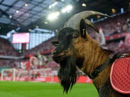 Weitere ideen zu fc koeln, 1. Bayern Munich Vs Koln 2020 21 Bundesliga All Updates Bavarian Football Works