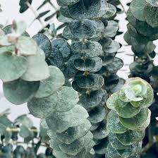 Image result for Eucalyptus