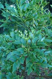 Image result for Phyllocladus