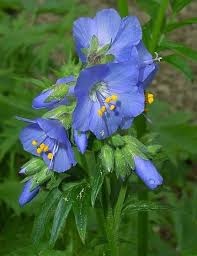Polemonium Caeruleum Blaue Himmelsleiter Jacob 39 S Ladder Flower Seeds Flowers Perennials Shade Loving Perennials