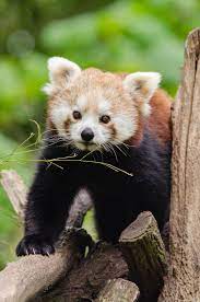 Magicalnaturetour Scary Animals Cutest Animals On Earth Weird Animals