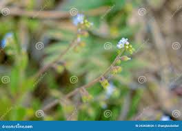 Image result for Maytenus peduncularis