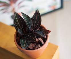 Image result for Lotus discolor