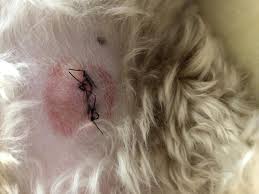 Maybe you would like to learn more about one of these? My Dog Had A Lipoma Removed And Has Stitches The Surgery Was Three Days Ago I Am Concerned It Is Healing Properly The First Photo Petcoach