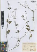 Image result for Commicarpus pilosus