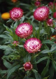Image result for Helichrysum globosum